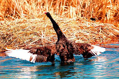 《史莱姆：3K》11月3日Steam抢测 吸幸类型肉鸽动作射击